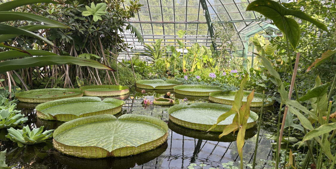 Giardino Botanico dell'Università di Basilea.