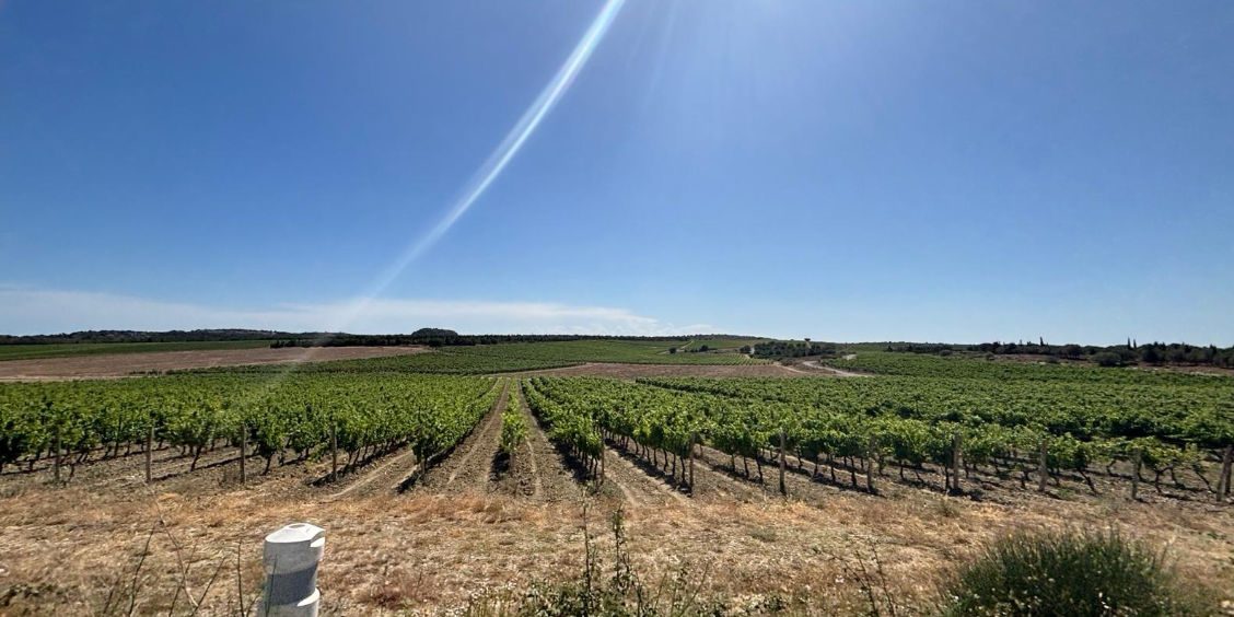 Panoramica dei rigogliosi vigneti del massiccio della Clape nei pressi di Narbona, nel sud della Francia.